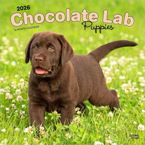 q̒F̃uh[Ego[ 2026N J_[ / uEgEg A Ǌ| 30.5 x 61 cm (Labrador Retriever Puppies, Chocolate Calendar)