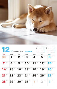 ΂ƕ点ΎČJ_[ 2026 ([J_[])