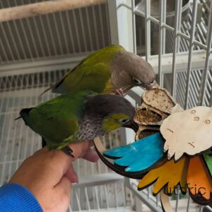 ̉â - NGCeBuȒ̍̉a|ނƂł邨̎~܂|pL[gAIJCRAP[WA[hAfbLAAAoRj[AOG^[eC