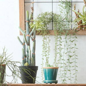 観葉植物 人工観葉植物 グリーンネックレスの人気商品 通販 価格比較 価格 Com