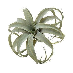 tFCNO[ lHϗtA LZOtBJ S CeA  ϗtA ͗lւ _rO i` ΂̂炵  k fBXvC Vbv  hCt[