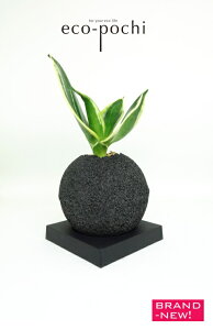 観葉植物 サンスベリア ハニーの人気商品 通販 価格比較 価格 Com