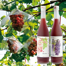 ぶどう園がつくったジュース2本セット（高尾ぶどう・ぶどう 各500ml） 無添加 ぶどう100％ジュース 3ヶ月間熟成　酒井ぶどう園　旬食福来