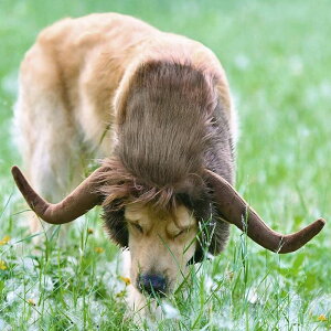 �n���E�B�� �R�X�v���ߑ� �y�b�g ��蕨 �y�b�g �E�B�b�O ���̊p ���ɕϐg �L�p�X�q ���p�X�q �y�b�g�E�B�b�O �� �R�X�v�� �� �� �R�X�`���[�� ���p ���� �p�t�� �y�b�g�� �ϑ��O�b�Y ������