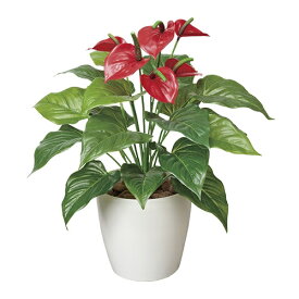 楽天市場 アンスリウム 赤の通販