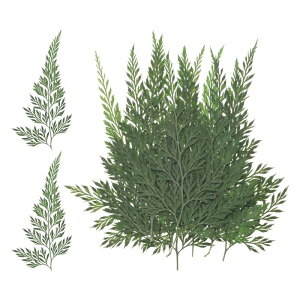 M METERXITY 12pbN ԃhCt[t { VRV_ hCt A hCO[i[ WA[gAWg z[EFfBODIYNtgfR J[hXN bvubLO