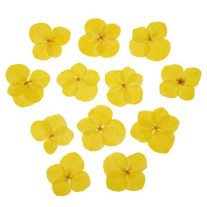 PATIKIL  WDIYNtgp48Zbg lCA[g J[h XNb vubLO ΃CLO t[fR LhfRp CG[