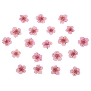 PATIKIL  DIYNtg lCA[g J[h XNb vubLO ΃CLO t[fR[V LhfR[Vp60 sN