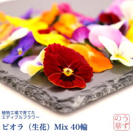 うずの華【植物工場産】食用花 エディブルフラワー (ビオラ Mix、40輪) ミックス 詰め合わせ ゼリー ケーキ スイーツ クッキー 飾り 花 国産 花びら デコレーション プレゼント お菓子作り No.1 バレンタイン 押し花 ドライ 乾燥 カクテル 肉料理 お酒 氷 カフェ