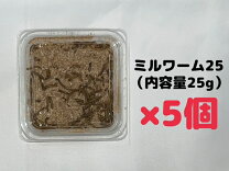楽天市場】ミルワーム飼育セットの通販