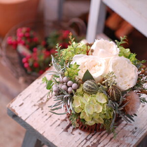 ܂@Season flower STCY