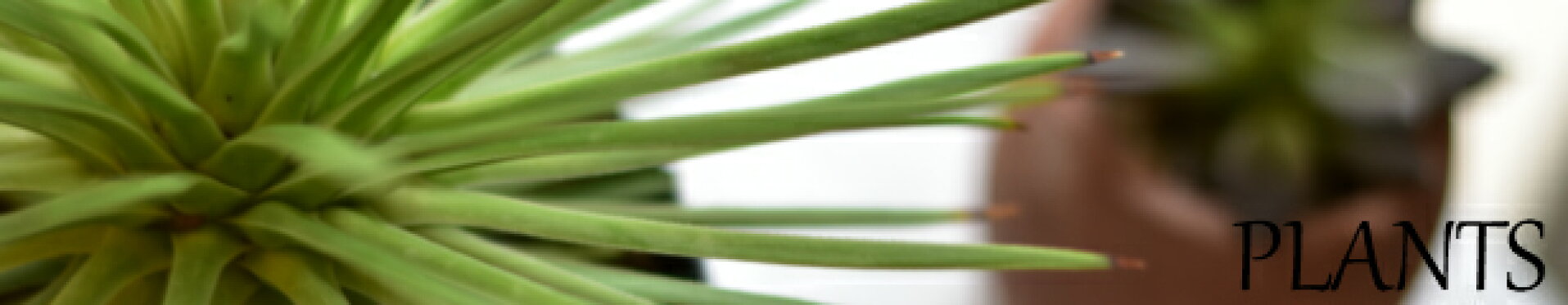 おまかせアレンジメント