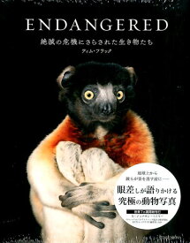 【中古】ENDANGERED 絶滅の危機にさらされた生き物たち/青幻舎/ティム・フラック（大型本）