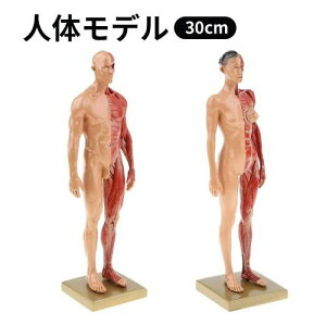 l̃f l̖͌^ j  11C` 30cm l̋ؓ͌^ ͌^  ؍i CGyCeBO 
