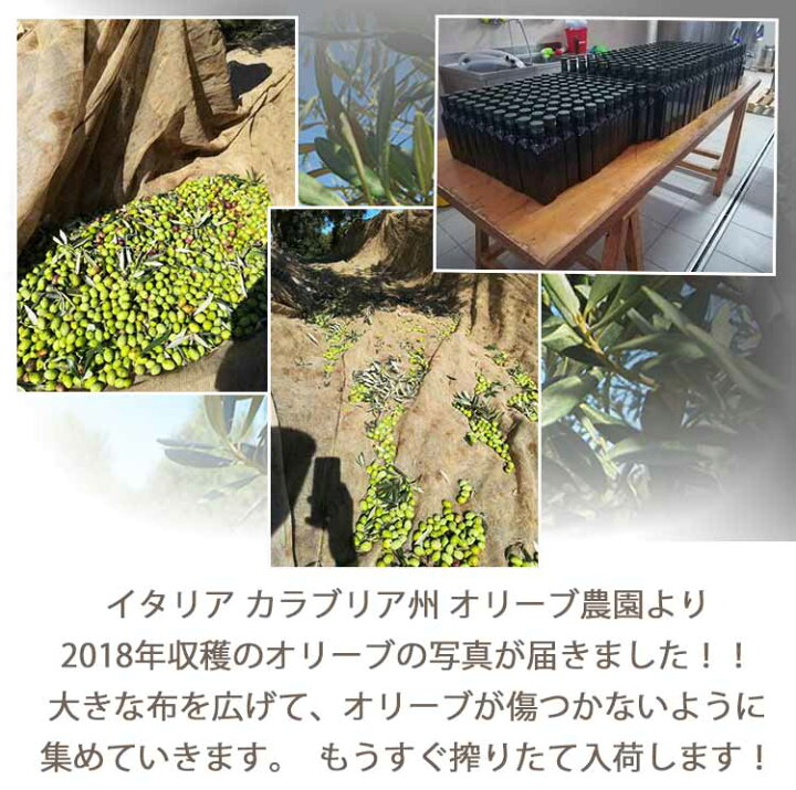 楽天市場 オリーブオイル イタリア カラブリア州 オーガニックエキストラバージン オリーブオイル500ml マラデラ Maladera L ペヌラーラ種 Oliveoil 搾りたて ヌオーボ お取り寄せ ギフト ヌーボー 輸入オリーブオイル イタリア産 イタリア料理 神戸ヴァッラータ