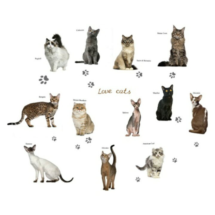 楽天市場 ウォールステッカー 猫 動物 ネコ ねこ おしゃれ カフェ 英字 キャット 蝶 かわいい 台所 アニマル キュート インテリアステッカー 斑点 Love 星 ウオールステッカー 壁紙 猫好き シール 肉球 Cat アルファベット 棚 猫カフェ 足跡 小さい ミニ サイズ 子猫