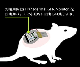 マウス/ラット用腎機能蛍光検出器 専用パッチ(小サイズ/マウス用) PTC-SM001 1箱(100枚入)