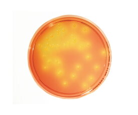 楽天市場 黄色ブドウ 寒天の通販