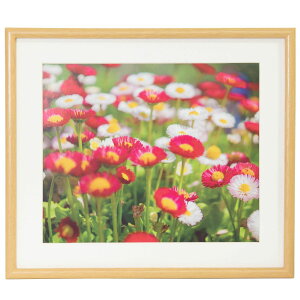 �󔭒��i �t�W�J���[ �ؐ��z�� M20 4�� �ؒn�F FUJICOLOR �ʐ^ �z�� �t�H�g�t���[�� �l��