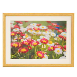 受発注品 フジカラー 木製額縁 M20 A4 木地色 FUJICOLOR 写真 額縁 フォトフレーム