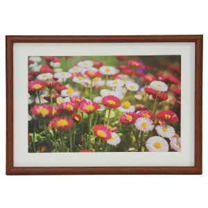 󔭒i tWJ[ ؐz M21 Ch6 uE FUJICOLOR ʐ^ z tHgt[ ChZ