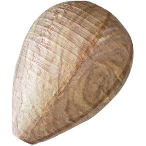 xm(Fujisho) _~[n`̑ 1P I ͂ Ȋ΍ 20243[䂤pPbgAAs]