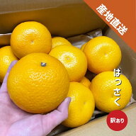はっさく 約1〜10kg 訳あり 和歌山県産 八朔 ハッサク ご家庭用 和歌山