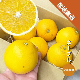 ネーブル 1〜5kg ご家庭用 和歌山県産 ネーブルオレンジ オレンジ