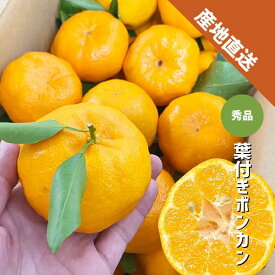ポンカン 葉付き 約1kg〜約5kg 秀品 和歌山県産 紀南 贈答 ギフト