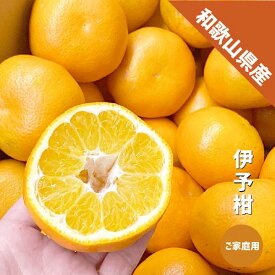 伊予柑 ご家庭用 1kg〜10kg 和歌山県産 いよかん 訳あり