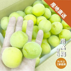 【6月上旬〜予約】南高梅 3L以上 1〜10kg 青梅 梅シロップ 梅酒 和歌山県産