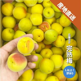 冷凍 完熟梅 Lサイズ以上 訳あり 1〜10kg 梅シロップ ジャム 和歌山県産