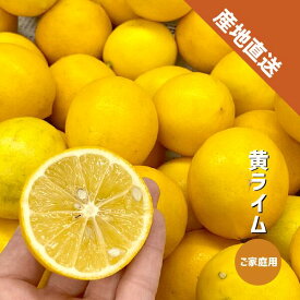 ライム 黄 約1kg〜約5kg 和歌山県産 黄色ライム