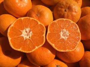 y}\i49802977~!!zyzY R݂ 10kgȏ(sǉʎ⏞500g܂) w엿_sgp ݂ _ ~J ؃\G&t[c}CX