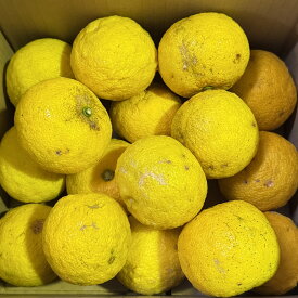 【送料無料】 ゆず 約2kg(28~11個) 福岡県産 自然のまんま 柚子 化学肥料農薬不使用 種子は化粧水にどうぞ！毎日の美容と健康に 無農薬 ゆず風呂もいいですよ！訳あり 野菜ソムリエ&フルーツマイスター