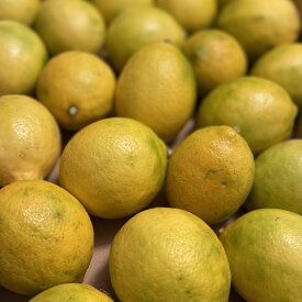 【送料無料】皮ごと食べれる国産レモン 約1kg（およそ15～5個）ちょっと訳あり 福岡県産 無農薬 ノーワックス防腐剤農薬化学肥料不使用 ビタミンC 訳あり レモン クエン酸含有量No,1 リスボンor マイヤー or りのか