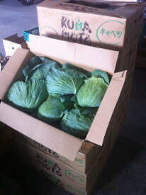 【送料無料】キャベツ　熊本県産　1箱（約10～5個入）およそ8~12kg　大容量！