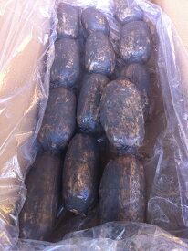 れんこん 箱込約2kg以上 佐賀産 泥付き レンコン 有機土づくり化学肥料農薬不使用　無農薬　蓮根