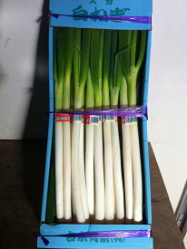 国産 白ねぎ 深ネギ 1箱(9-10束入) 深ねぎ 長ねぎ 九州各地産