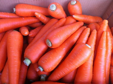 ������̵���������ե롼�Ŀͻ��������ڶ彣���ۡ�̵����������äȵ��ʳ��ۡڴ��ָ���ۡڿͻ����ǥ��塼���ۤ�����