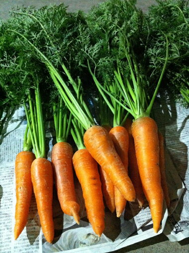 ������̵���������ե롼�Ŀͻ��������ڶ彣���ۡ�̵����������äȵ��ʳ��ۡڴ��ָ���ۡڿͻ����ǥ��塼���ۤ�����