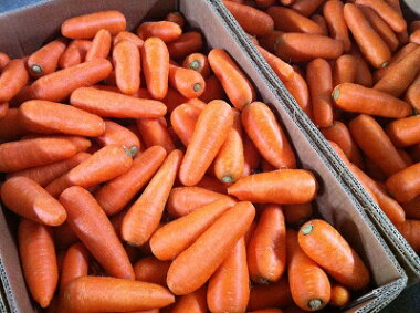 ������̵���������ե롼�Ŀͻ��������ڶ彣���ۡ�̵����������äȵ��ʳ��ۡڴ��ָ���ۡڿͻ����ǥ��塼���ۤ�����