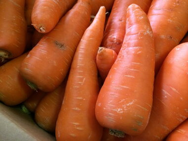 ������̵���������ե롼�Ŀͻ��������ڶ彣���ۡ�̵����������äȵ��ʳ��ۡڴ��ָ���ۡڿͻ����ǥ��塼���ۤ�����