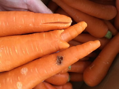 ������̵���������ե롼�Ĥˤ󤸤󣱣����ڶ彣���ۡڤ���äȤ櫓����̵������