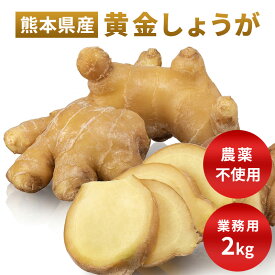 熊本県産　黄金生姜 大生姜 箱込約2kg以上 黄金しょうが 酢しょうが 紅茶 保存 生姜効能 根生姜 生姜 しょうが ショウガ 国産　お中元