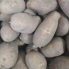 ［発芽確認］種芋 メークイン 約3kg(およそ40~20個) 北海道産 じゃがいも ジャガイモ