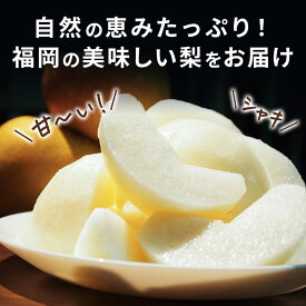 ［訳あり］ 梨 箱込約3kg以上 福岡県産 なし 幸水 豊水 秋月 新高 新興 王秋 あたご等 野菜ソムエリ&フルーツマイスター なし ナシ ご家庭用