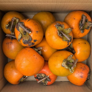 yz ی^ Ԋ` yz2kgȏ }t `p ƒp F{Y Y ` ۂ` 󂠂 a` ݂邵`