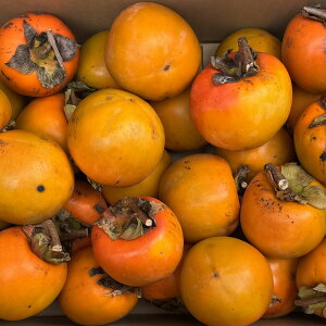 yz ی^ Ԋ` yz10kg (9kg+ۏؕ500g) }t `p ƒp F{Y Y ` ۂ` 󂠂 a` ݂邵`