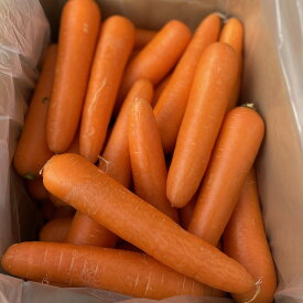 【送料無料】フルーツにんじん　訳あり　20kg　規格外品　土づくり化学肥料農薬不使用　野菜ソムリエ&フルーツマイスター
